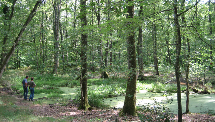 En septembre sur RCF : la forêt de Moulière